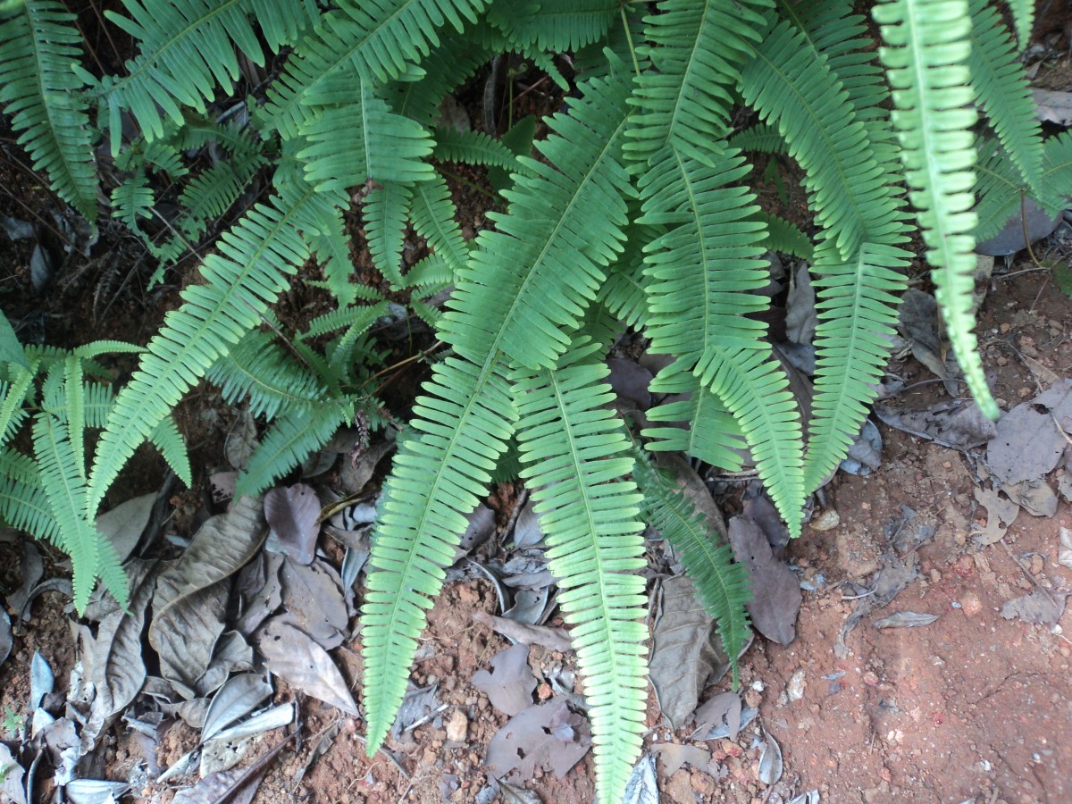 Dicranopteris linearis (Burm.f.) Underw.